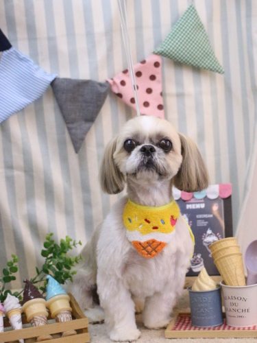 20250511ちょびくん